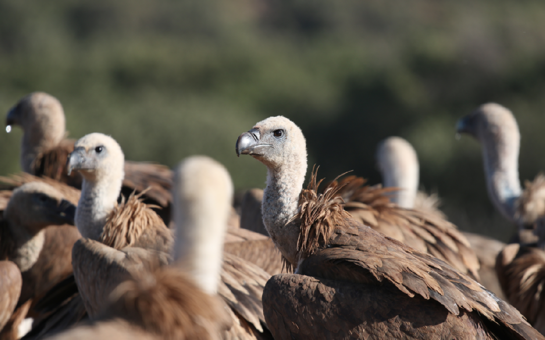 Orniturismo desarrolla 3 nuevos productos de turismo de aves para que empresas andaluzas y portuguesas los pongan en marcha en el medio rural: Safari de aves, Reino del buitre y paquetes transfronterizos