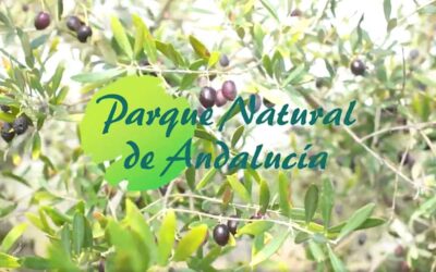 Nueva campaña de difusión de la marca Parques Naturales de Andalucía